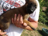 À réserver : chiots Bergers Belges Malinois fauves charbonnés (LOF)
