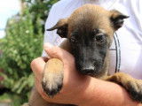 À réserver : chiots Bergers Belges Malinois fauves charbonnés (LOF)