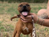Vente d’un chiot Staffordshire Bull Terrier mâle rouge (LOF)