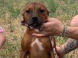 Vente d’un chiot Staffordshire Bull Terrier mâle rouge (LOF)