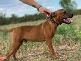 Vente d’un chiot Staffordshire Bull Terrier mâle rouge (LOF)