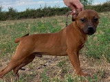 Vente d’un chiot Staffordshire Bull Terrier mâle rouge (LOF)