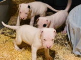 R&eacute;servation de 14 chiots Dogue Argentin blancs (LOF)
