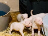 R&eacute;servation de 14 chiots Dogue Argentin blancs (LOF)