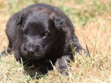 À réserver : chiots Bergers Belges Tervueren noirs et fauve bringé (LOF)
