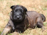 À réserver : chiots Bergers Belges Tervueren noirs et fauve bringé (LOF)