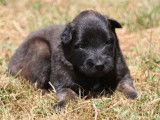 À réserver : chiots Bergers Belges Tervueren noirs et fauve bringé (LOF)