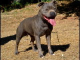 Chien Staffordshire Bull Terrier bleu âgé de 5 ans (LOF), disponible pour des saillies