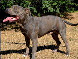 Chien Staffordshire Bull Terrier bleu âgé de 5 ans (LOF), disponible pour des saillies