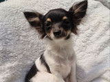 Vente d&rsquo;un chiot Chihuahua m&acirc;le noir et feu (non LOF)