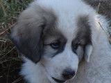 Vente de 7 chiots Montagne des Pyrénées mâles de couleur noire et blanche (non LOF)