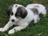 Vente de 7 chiots Montagne des Pyrénées mâles de couleur noire et blanche (non LOF)