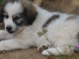 Vente de 7 chiots Montagne des Pyrénées mâles de couleur noire et blanche (non LOF)
