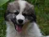 Vente de 7 chiots Montagne des Pyrénées mâles de couleur noire et blanche (non LOF)