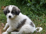 Vente de 7 chiots Montagne des Pyrénées mâles de couleur noire et blanche (non LOF)