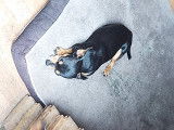 4 beaux Pinscher mâles disponibles pour saillies