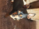4 beaux Pinscher mâles disponibles pour saillies