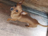 4 beaux Pinscher mâles disponibles pour saillies
