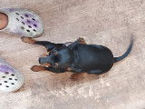 4 beaux Pinscher mâles disponibles pour saillies