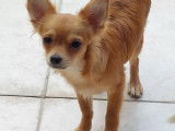 Jeune femelle Chihuahua &agrave; vendre