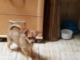 Jeune femelle Chihuahua &agrave; vendre