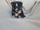 À vendre, 3 chiots Pomskies femelles noir et blanc (non LOF)