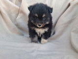 À vendre, 3 chiots Pomskies femelles noir et blanc (non LOF)