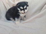 À vendre, 3 chiots Pomskies femelles noir et blanc (non LOF)