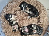 À vendre, 3 chiots Pomskies femelles noir et blanc (non LOF)