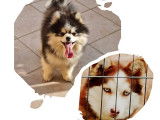 À vendre, 3 chiots Pomskies femelles noir et blanc (non LOF)