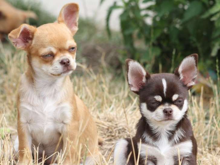 Vente de deux chiot Chihuahua à poils courts (LOF)