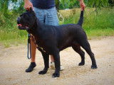 R&eacute;servation de chiots Cane Corso noirs (LOF)