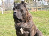 R&eacute;servation de chiots Cane Corso noirs (LOF)