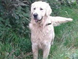 2 chiots Goldens Retrievers non LOF fauves à réserver