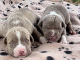 À réserver 7 chiots American Bully non LOF