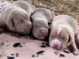 À réserver 7 chiots American Bully non LOF