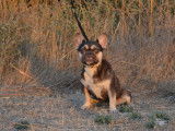 Une chienne Bouledogue Français non LOF de 2 ans au pelage chocolat à acheter