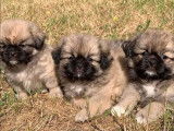 3 chiots Épagneuls Tibetains femelles non LOF au pelage fauve et noir à vendre