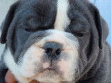7 chiots New English Bulldog non LOF à réserver