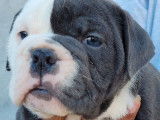 7 chiots New English Bulldog non LOF à réserver