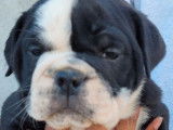 7 chiots New English Bulldog non LOF à réserver