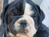7 chiots New English Bulldog non LOF à réserver
