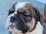 7 chiots New English Bulldog non LOF à réserver