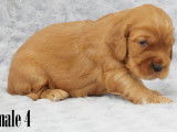 5 chiots Cockers Anglais non LOF mâles à réserver