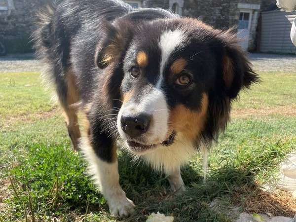 Un chien Berger Australien tricolore d’un an LOF disponible à l'achat