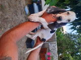 Chiots de race Petit gascon saintongeois à vendre (6 mâles)