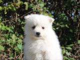 Chiots Spitz Japonais LOF à réserver