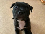 Chiots Staffordshire Bull Terrier LOF à vendre