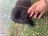 Femelle Chow Chow disponible à la réservation