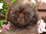 Chiots Shih-Tzu chocolat à vendre